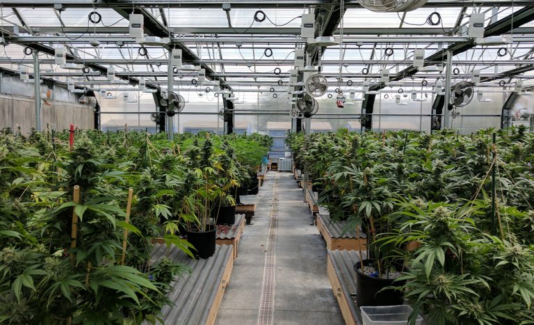 Cannabis Farm in Zimbabwe