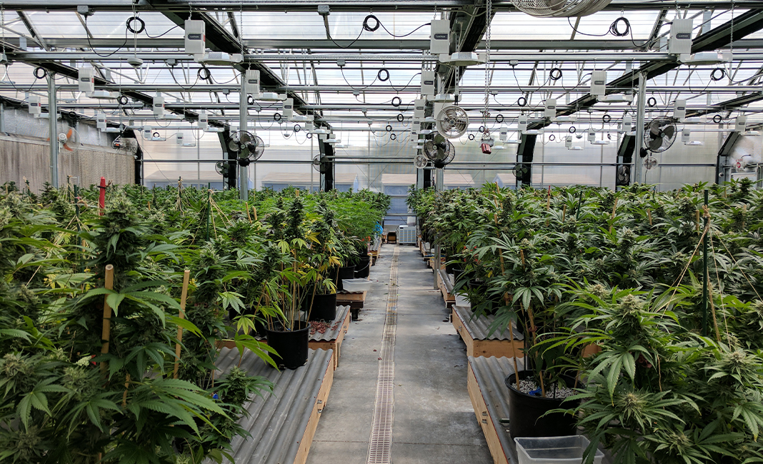 Cannabis Farm in Zimbabwe