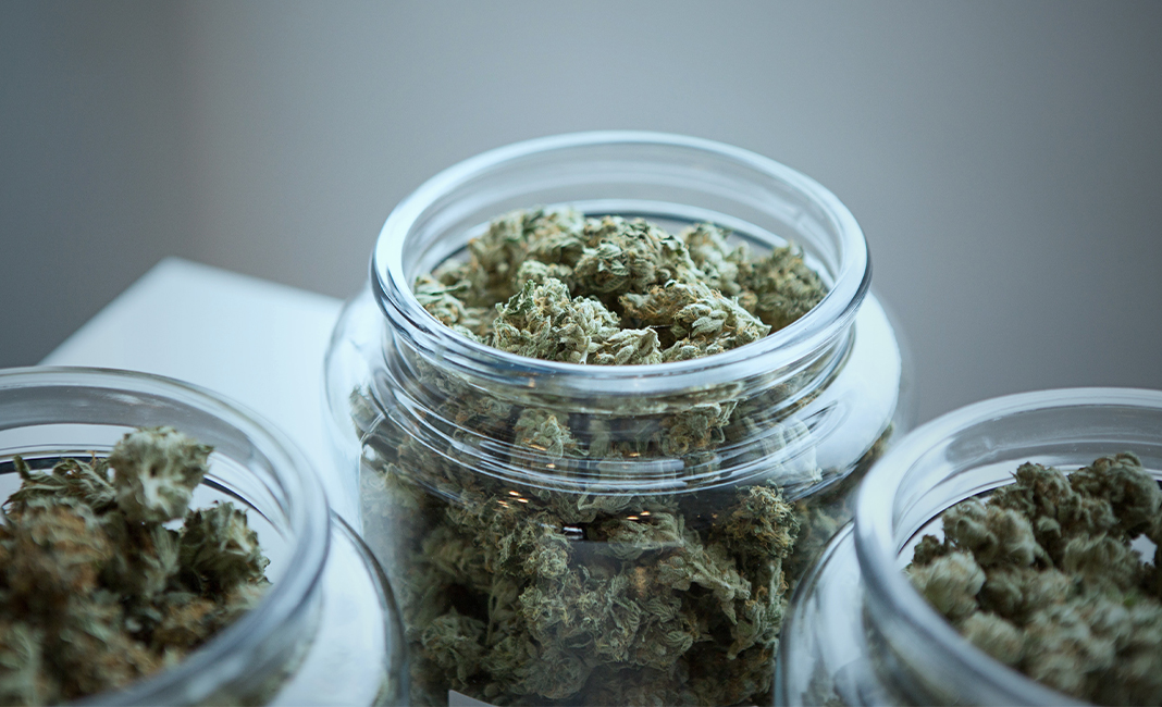 curing cannabis