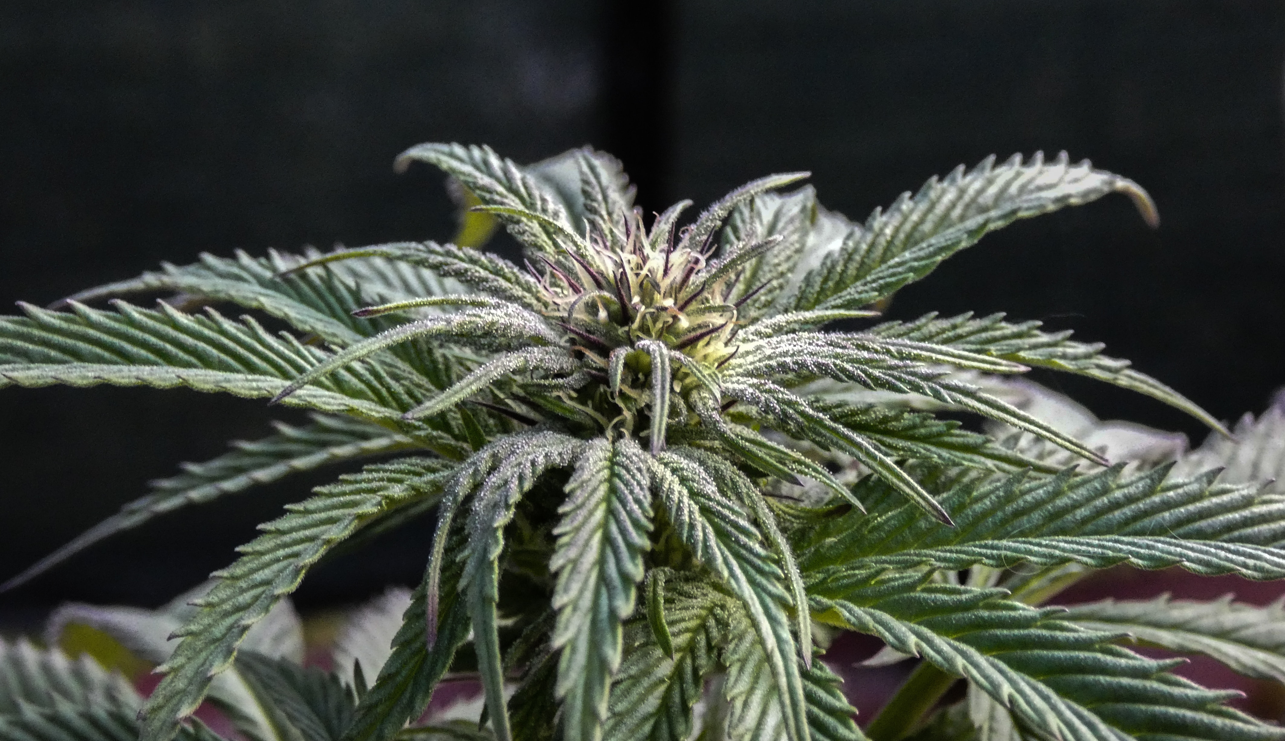 cannabis medicine