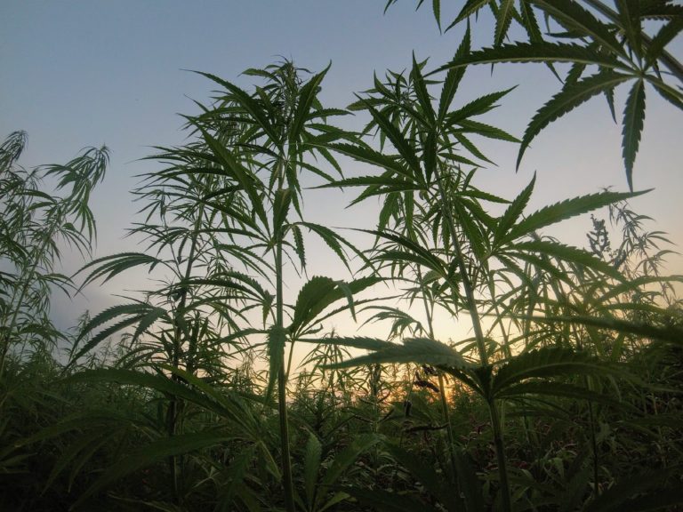 zimbabwe cannabis farm