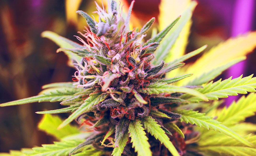 strain names