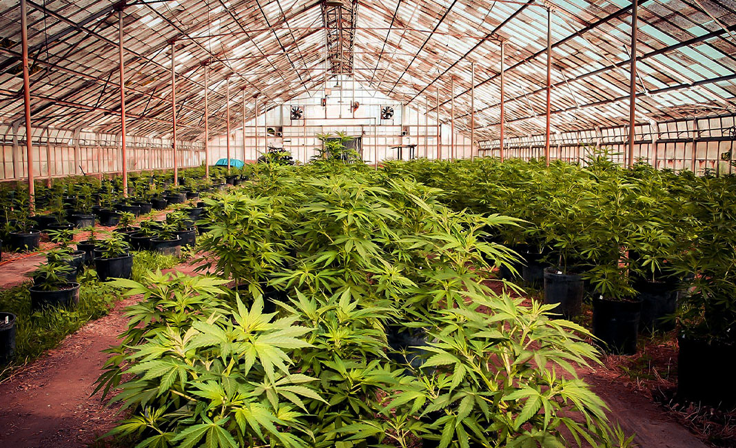 cannabis in zambia