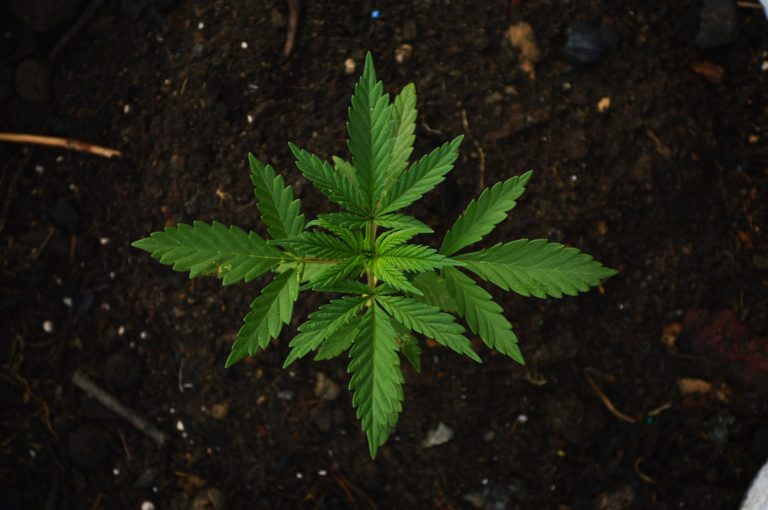 grow your own weed