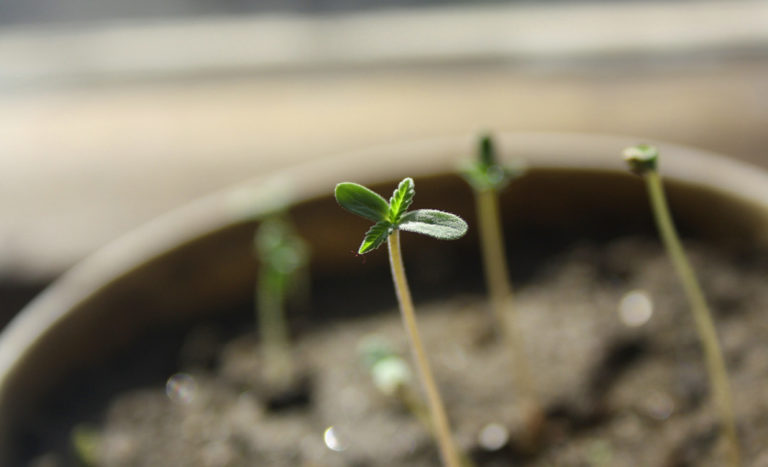 strains for beginner growers