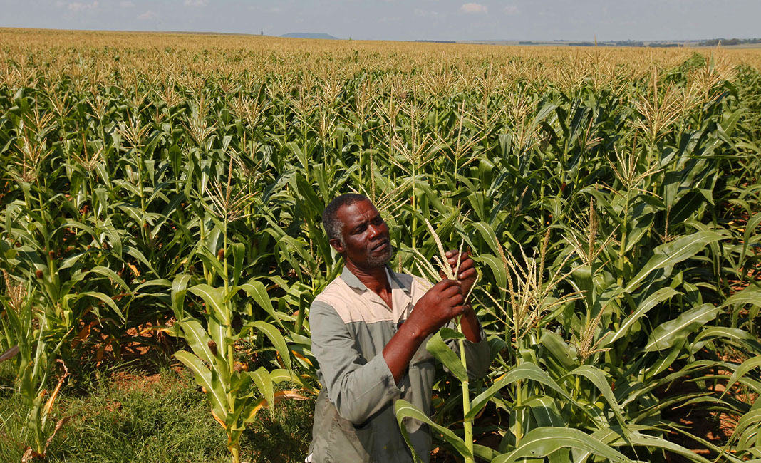 black south african farmers