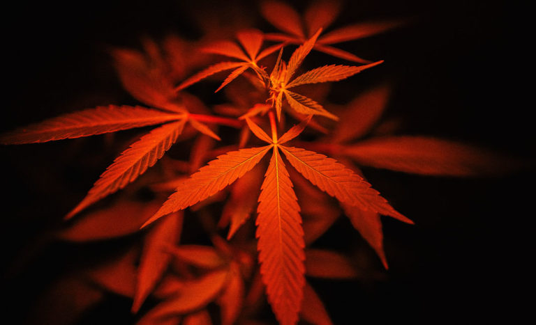How To Grow Marijuana In Extreme Heat