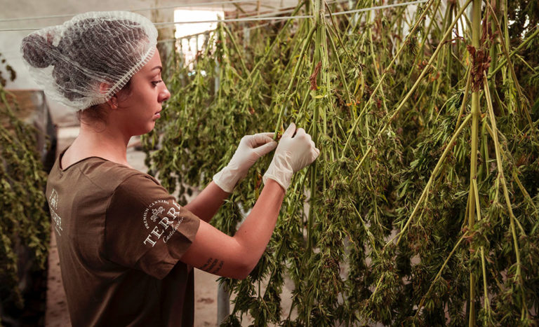 new cannabinoids