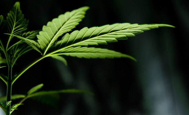 cannabis consultant