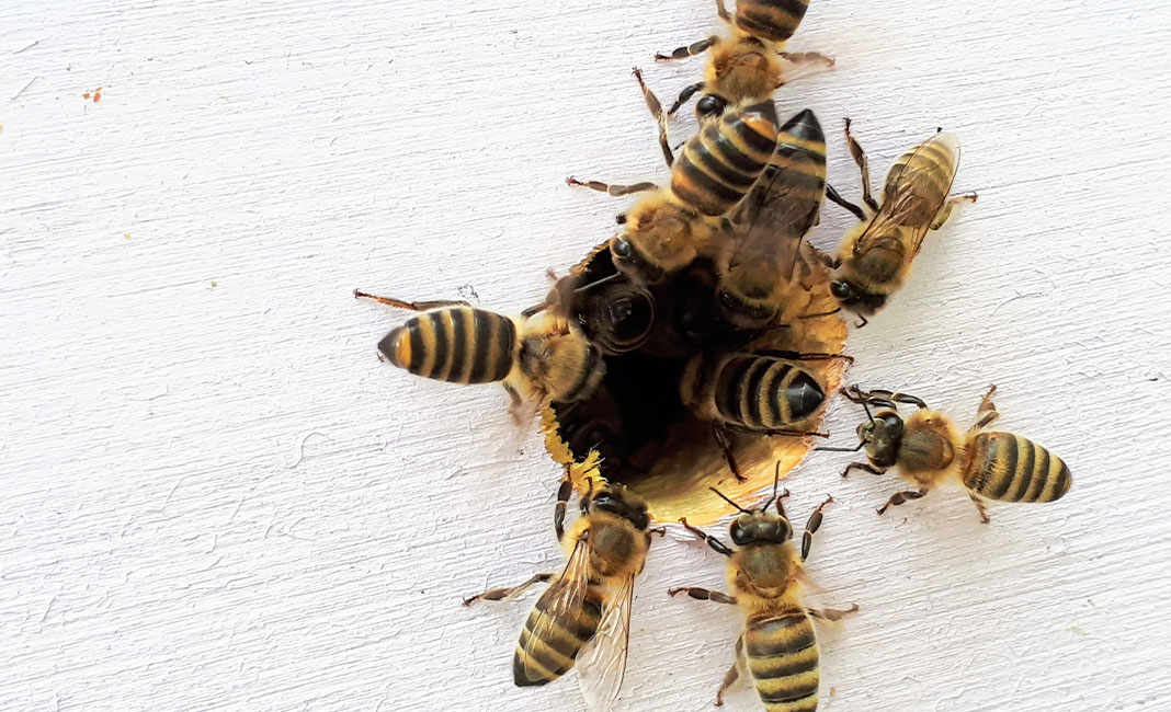 bees and weed