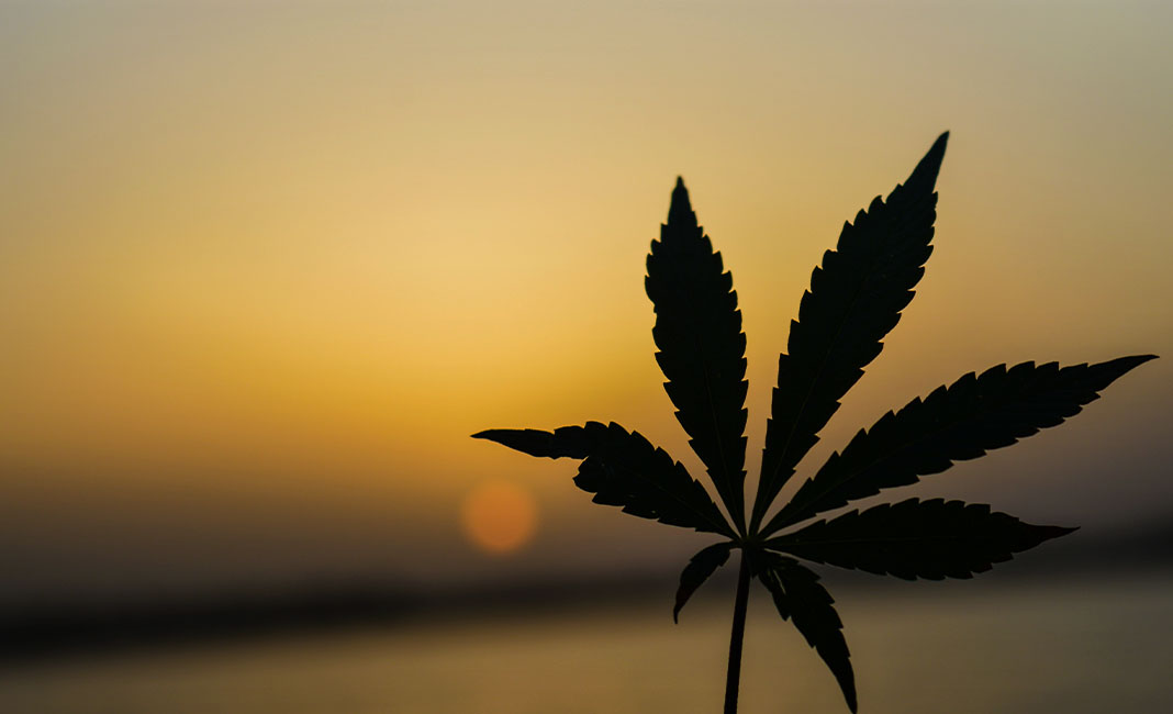 the environmental impact of cannabis