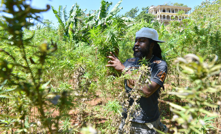 brick weed