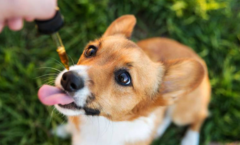 CBD for pets
