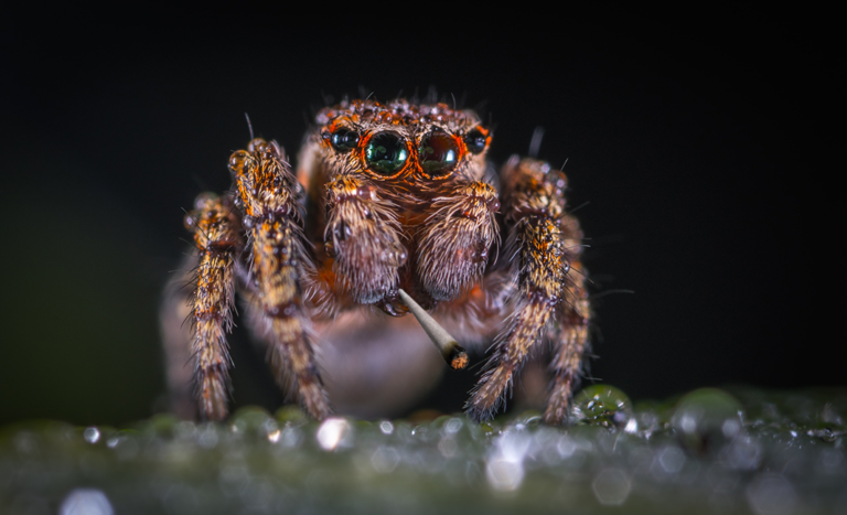 what happens to spiders when you give them cannabis