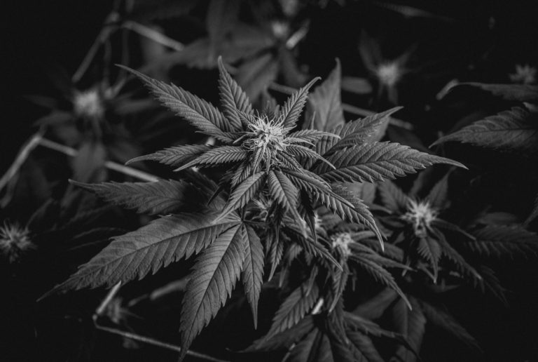 cannabis plant varieties