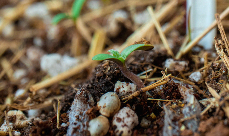 first time growing cannabis