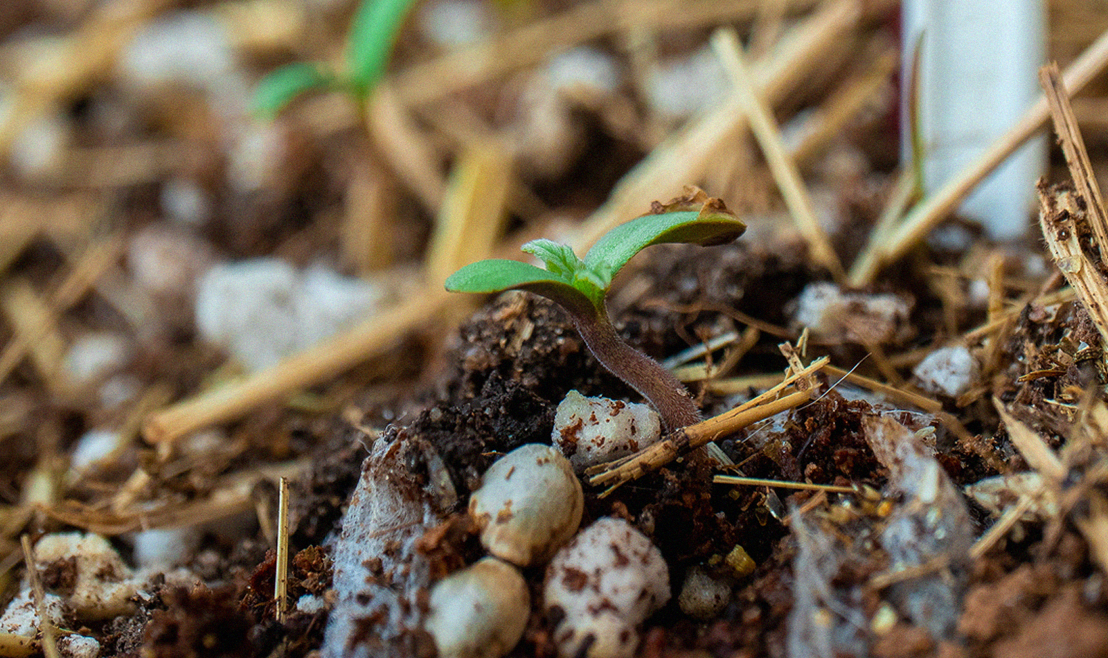 first time growing cannabis