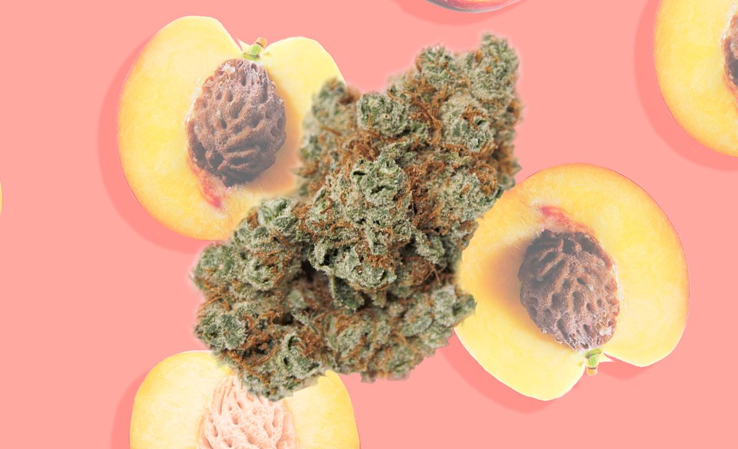 peach crescendo