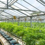 are grow clubs legal