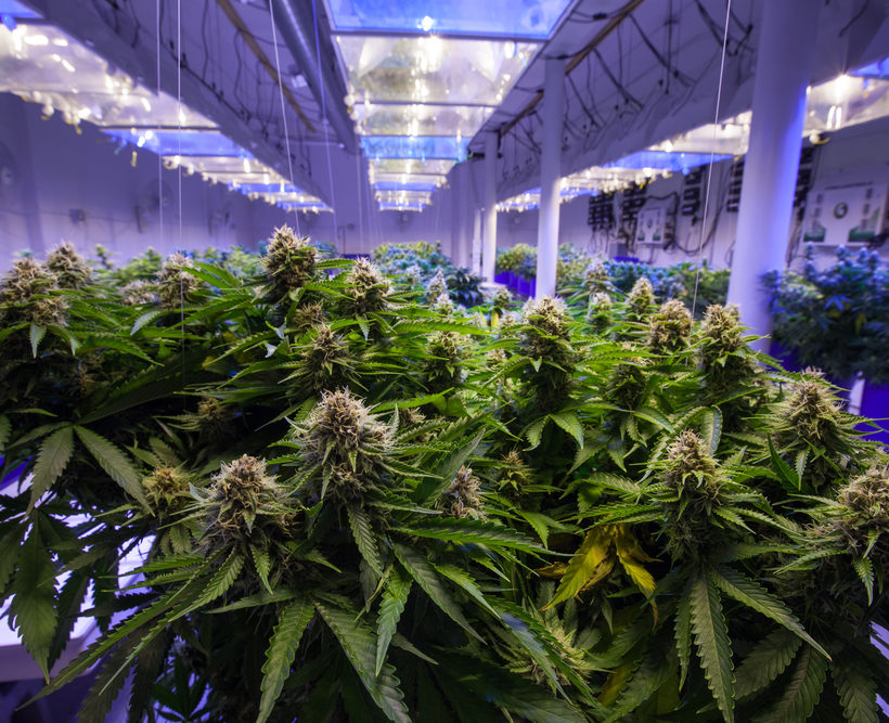 Commercial,Marijuana,Grow,Operation